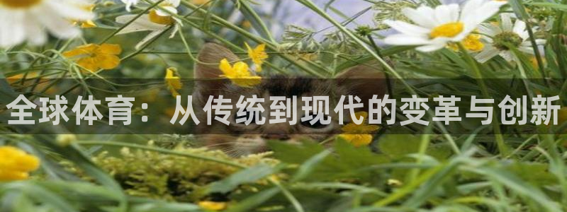 一竞技官方正版app官方：全球体育：从传统到现代的变