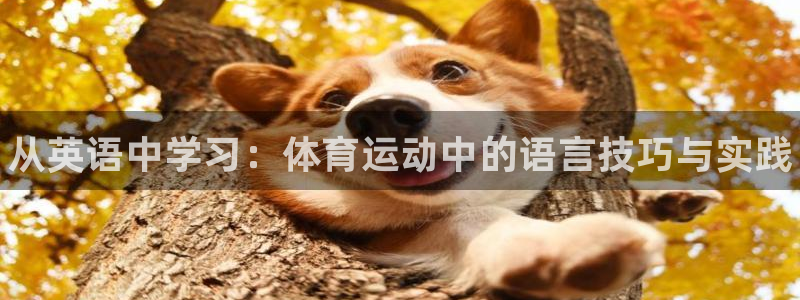 一竞技官方正版app官方：从英语中学习：体育运动中的