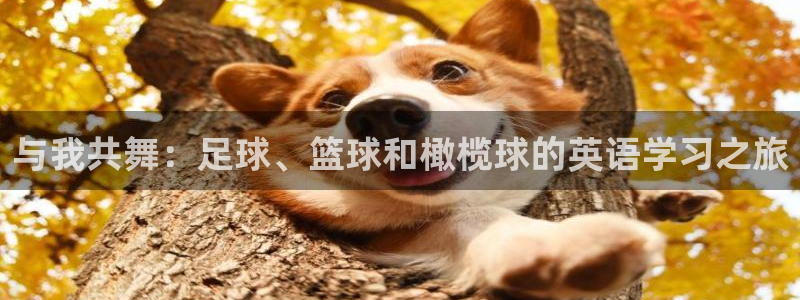 一竞技官网下载官方客服电话：与我共舞：足球、篮球和橄