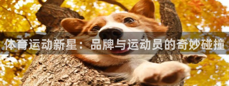 一竞技官网下载招商电话号码是多少号：体育运动新星：品牌与运动