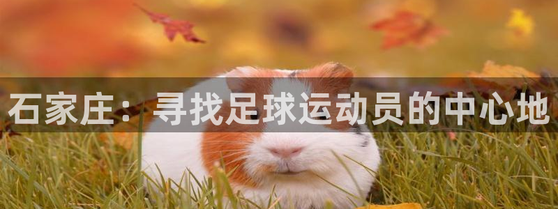  一竞技客服：石家庄：寻找足球运动员的中心地